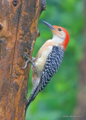 Red-bellied Woodpecker male, Rogers Co yard, OK, 5-10-17, Jda_09608.jpg