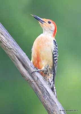 Red-bellied Woodpecker male, Rogers Co yard, OK, 5-4-17, Jda_07394.jpg