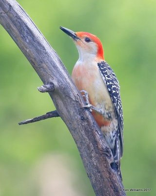 Red-bellied Woodpecker male, Rogers Co yard, OK, 5-4-17, Jda_07503.jpg