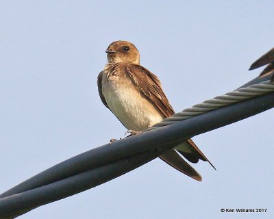 Northern Rough-winged Swallow, Tulsa Co, OK, 6-14-17, Jda_12000.jpg