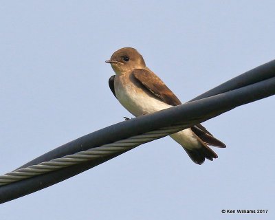 Northern Rough-winged Swallow, Tulsa Co, OK, 6-14-17, Jda_12007.jpg