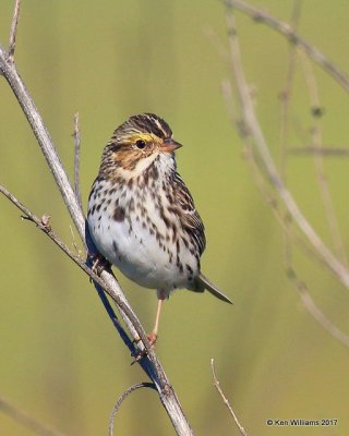 Savannah Sparrow, Tulsa Co, OK, 4-24-17, Rda_05300.jpg