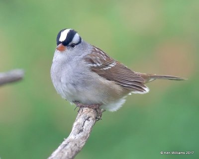 White-crowned Sparrow, Rogers Co yard, OK, 5-10-17, Jda_10739.jpg