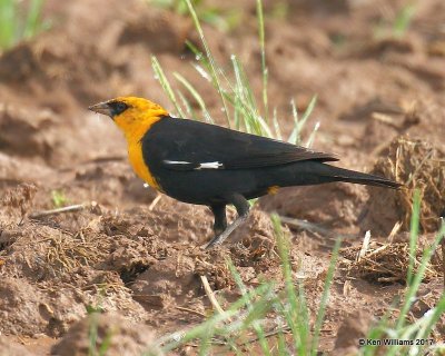 Yellow-headed Blackbird male, Tulsa Co, OK 4-18-17, Jda_04247.jpg