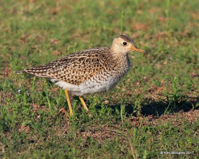 Upland Sandpiper, Tulsa Co, OK, 5-4-17, Jda_06683.jpg