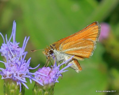 Southern Skipperling, Butterfly Garden, Mission, TX, 02_17_2017, Rda_30450.jpg