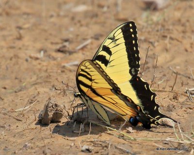 Eastern Tiger Swallowtail, Nickel TNC Preserve, Cherokee Co, OK, 7-6-17, Jda_12710.jpg