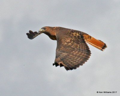 Red-tailed Hawk Intermediate adult, Cimarron Co, OK, 9-24-17, Jda_14283.jpg