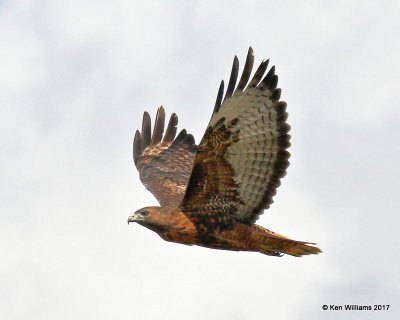 Red-tailed Hawk Intermediate adult, Cimarron Co, OK, 9-24-17, Jda_14285.jpg