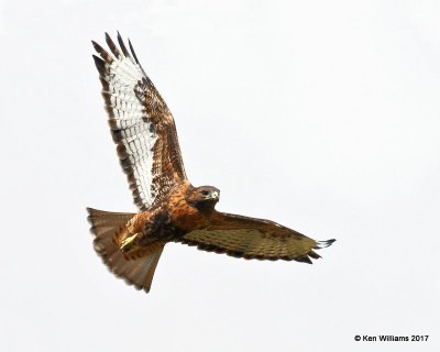 Red-tailed Hawk Intermediate adult, Cimarron Co, OK, 9-24-17, Jda_14300.jpg