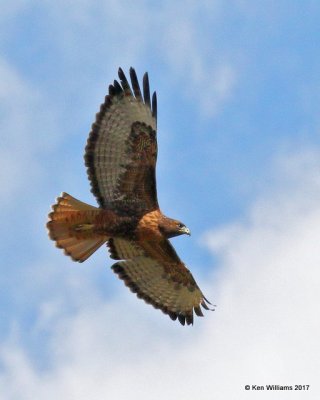 Red-tailed Hawk Intermediate adult, Cimarron Co, OK, 9-24-17, Jda_14314.jpg