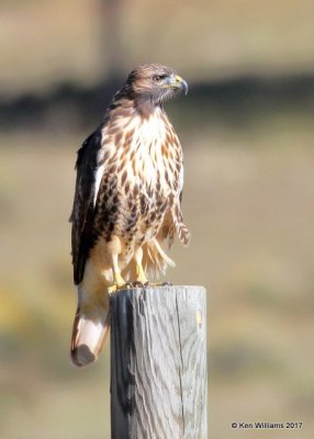 Red-tailed Hawk Western light adult, Eagle Nest, NM, 9-24-17, Jda_14151.jpg