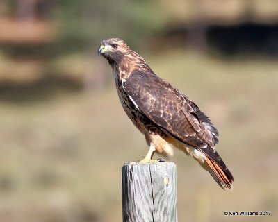 Red-tailed Hawk Western light adult, Eagle Nest, NM, 9-24-17, Jda_14167.jpg