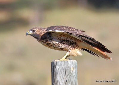 Red-tailed Hawk Western light adult, Eagle Nest, NM, 9-24-17, Jda_14171.jpg