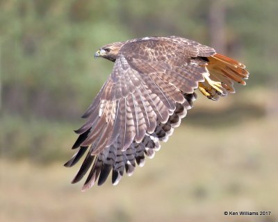 Red-tailed Hawk Western light adult, Eagle Nest, NM, 9-24-17, Jda_14174.jpg