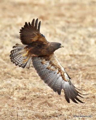 Swainson's Hawk dark morph adult, Cimarron Co, OK, 9-24-17, Jda_14460.jpg