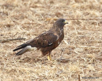 Swainson's Hawk dark morph adult, Cimarron Co, OK, 9-24-17, Jda_14497.jpg