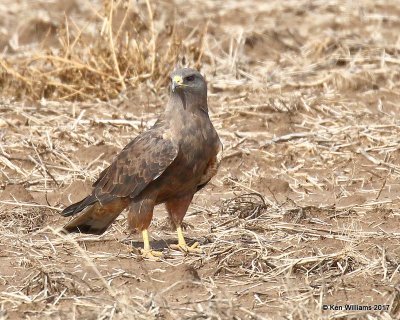 Swainson's Hawk dark morph adult, Cimarron Co, OK, 9-24-17, Jda_14563.jpg