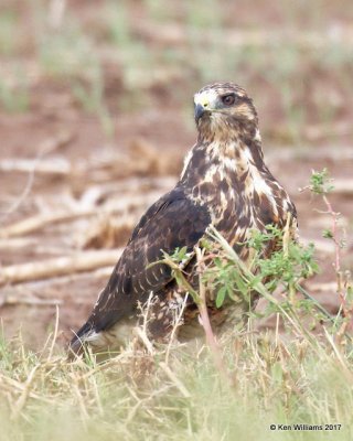 Swainson's Hawk dark morph juvenile, Cimarron Co, OK, 9-24-17, Jda_14434.jpg