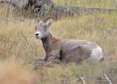 Rocky Mountain Big Horn Sheep ewe, Yellowstone NP, WY, 9-18-17, Jda_50829.jpg
