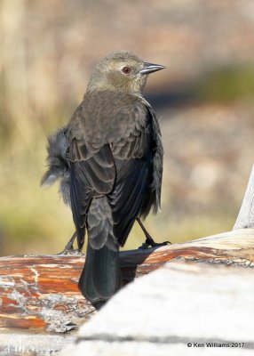 Brewer's Blackbird female, Yellowstone NP, WY, 9-17-17, Jda_50771.jpg