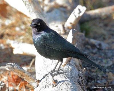 Brewer's Blackbird male, Yellowstone NP, WY, 9-17-17, Jda_50787.jpg