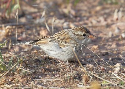 Chipping Sparrow, Flaming Gorge Lake, UT, 9-20-17, Jda_51823.jpg