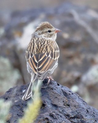 Chipping Sparrow, Taos, NM, 9-23-17, Jda_52527.jpg