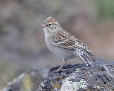 Chipping Sparrow, Taos, NM, 9-23-17, Jda_52538.jpg