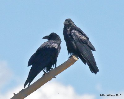 Common Raven, Eagle Nest, NM, 9-24-17, Jda_14258.jpg