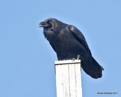 Common Raven. Yellowstone NP, WY, 9-17-17, Jda_50811.jpg