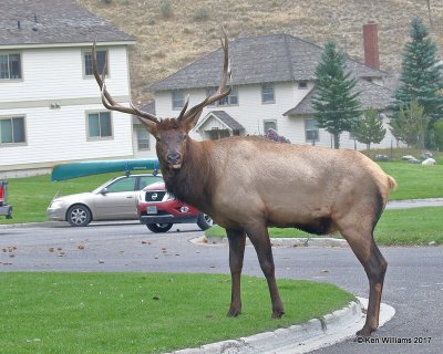 Elk bull, Mammoth Hot Springs, Yellowstone NP, WY, 9-18-17, Jda_50946.jpg
