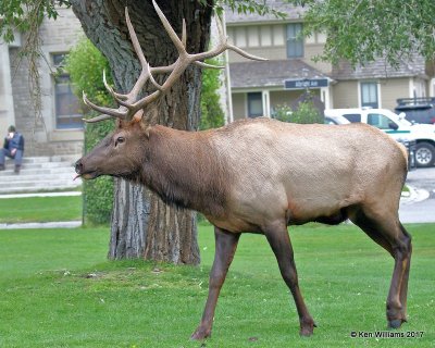 Elk bull, Mammoth Hot Springs, Yellowstone NP, WY, 9-18-17, Jda_50972.jpg
