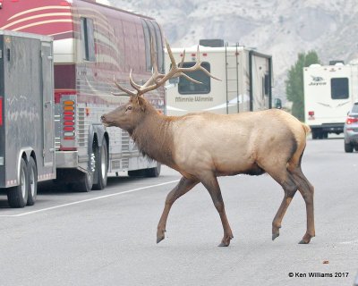 Elk bull, Mammoth Hot Springs, Yellowstone NP, WY, 9-18-17, Jda_51006.jpg