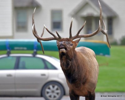 Elk bull, Mammoth Hot Springs, Yellowstone NP, WY, 9-18-17, Jda_51024.jpg