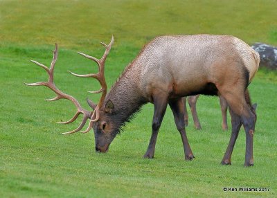 Elk bull, Mammoth Hot Springs, Yellowstone NP, WY, 9-19-17, Jda_51067.jpg