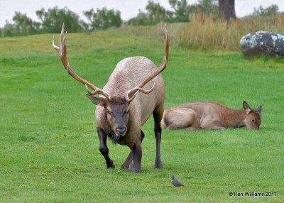 Elk bull, Mammoth Hot Springs, Yellowstone NP, WY, 9-19-17, Jda_51087.jpg
