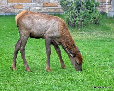Elk calf, Mammoth Hot Springs, Yellowstone NP, WY, 9-18-17, Jda_50928.jpg