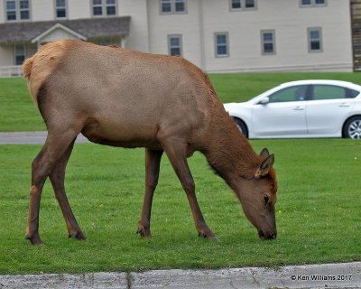 Elk cow, Mammoth Hot Springs, Yellowstone NP, WY, 9-18-17, Jda_50922.jpg