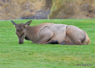 Elk cow, Mammoth Hot Springs, Yellowstone NP, WY, 9-19-17, Jda_51069.jpg