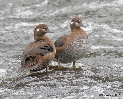 Harlequin Duck females. Yellowstone NP, WY, 9-16-17, Jda_8616.jpg