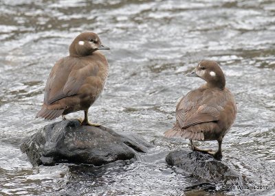 Harlequin Duck females. Yellowstone NP, WY, 9-16-17, Jda_8753.jpg
