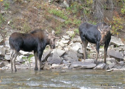 Moose bulls, S. of Redstone, CO, 9-22-17, Rda_52461.jpg