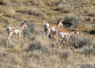 Pronghorn Antelope females, Flaming Gorge Lake, UT, 9-20-17, Jda_51215.jpg