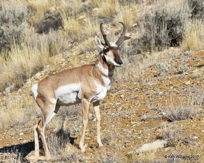 Pronghorn Antelope male, Flaming Gorge Lake, UT, 9-20-17, Jda_51195.jpg