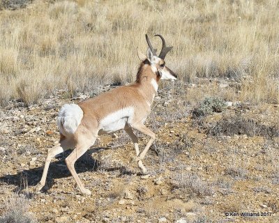 Pronghorn Antelope male, Flaming Gorge Lake, UT, 9-20-17, Jda_51209.jpg