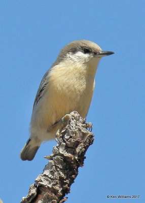Pygmy Nuthatch, Flaming Gorge Lake, UT, 9-20-17, Jda_51699.jpg