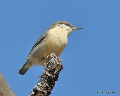 Pygmy Nuthatch, Flaming Gorge Lake, UT, 9-20-17, Jda_51700.jpg