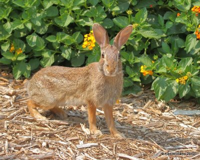 Eastern Cottontail Rabbit, Rogers Co yard, OK, 9-5-17, Jda_13745.jpg