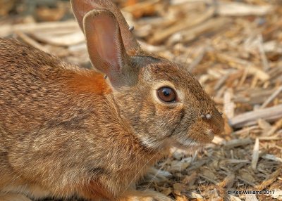 Eastern Cottontail Rabbit, Rogers Co yard, OK, 9-5-17, Jda_13763.jpg